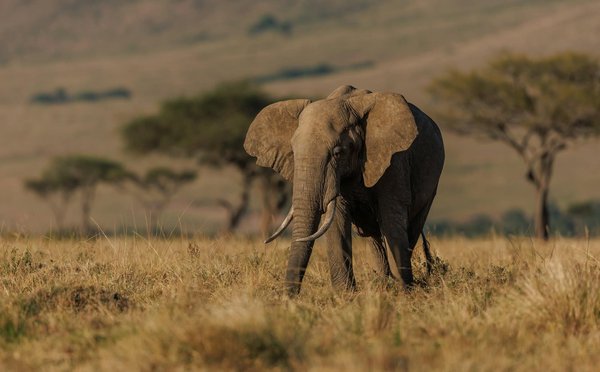 Où participer à des randonnées de photographie animalière en Afrique du Sud ?