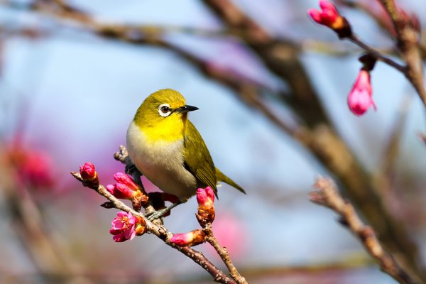 Où trouver les meilleures expériences d'observation des oiseaux dans les marais d'Everglades, USA?